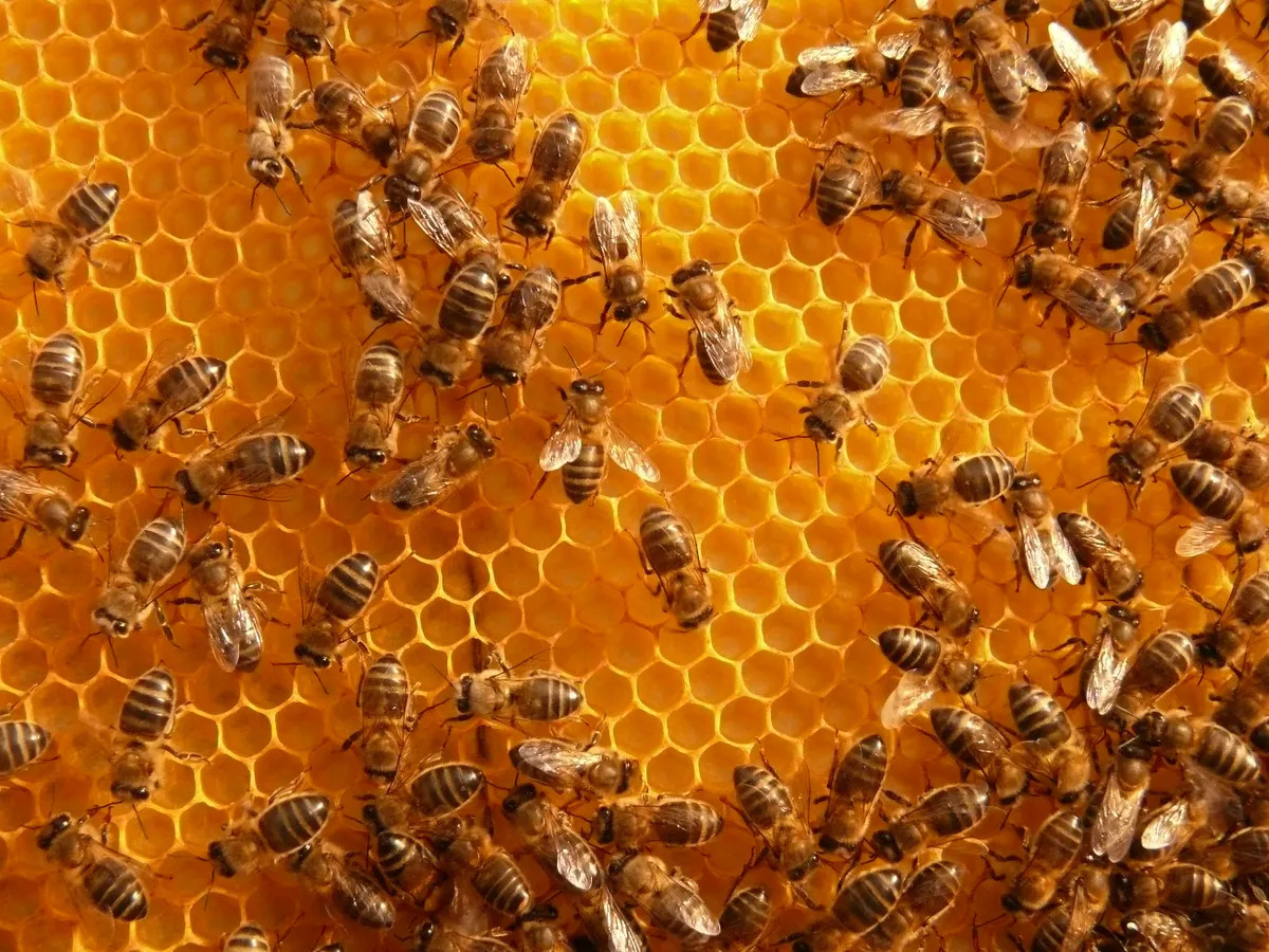 Déclaration annuelle de ruches