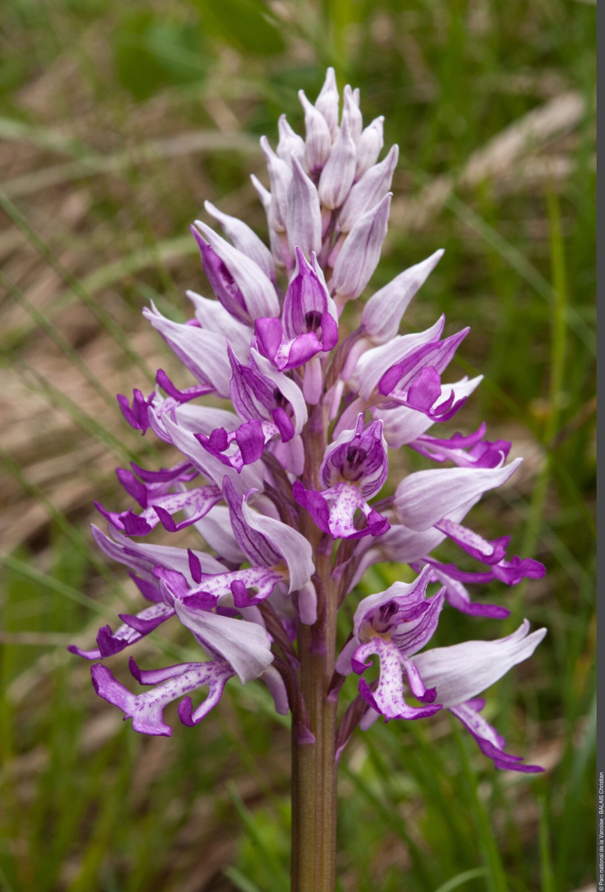 Orchis militaire