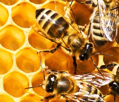 Déclarez vos ruches: Du 1er septembre au 31 décembre 2023
